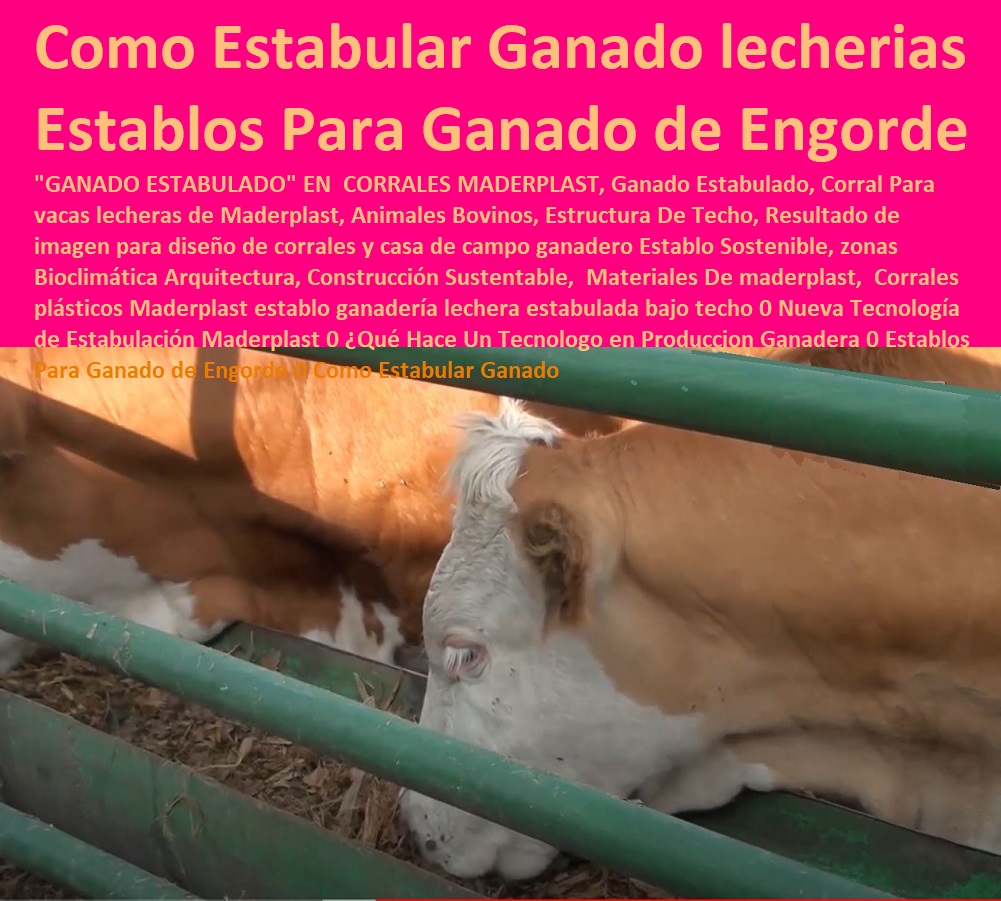 Corrales plásticos Maderplast establo ganadería Ganaderías Tecnificadas, Explotación Ganadera Automatizada, Sistemas de Pastoreo, Estabulación de Ganado, Pastoreo Intensivo, Establos, Corrales, Saladeros, Comederos, Cerramientos, Postes, lechera estabulada bajo techo 0 Nueva Tecnología de Estabulación Maderplast 0 ¿Qué Hace Un Tecnologo en Produccion Ganadera 0 Establos Para Ganado de Engorde 0 Como Estabular Ganado Corrales plásticos Maderplast establo ganadería lechera estabulada bajo techo 0 Nueva Tecnología de Estabulación Maderplast 0 ¿Qué Hace Un Tecnologo en Produccion Ganadera 0 Establos Para Ganado de Engorde 0 Como Estabular Ganado